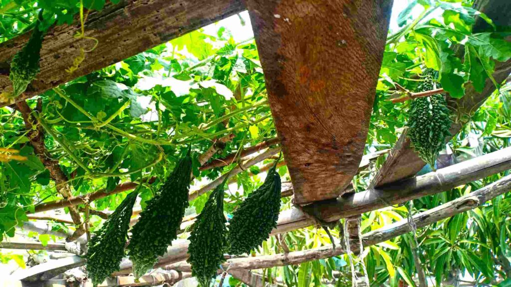 Bitter Melon Fruits for Harvesting