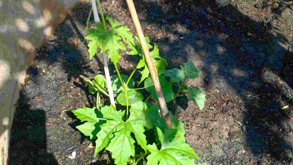 Bitter Melon Growing Plants