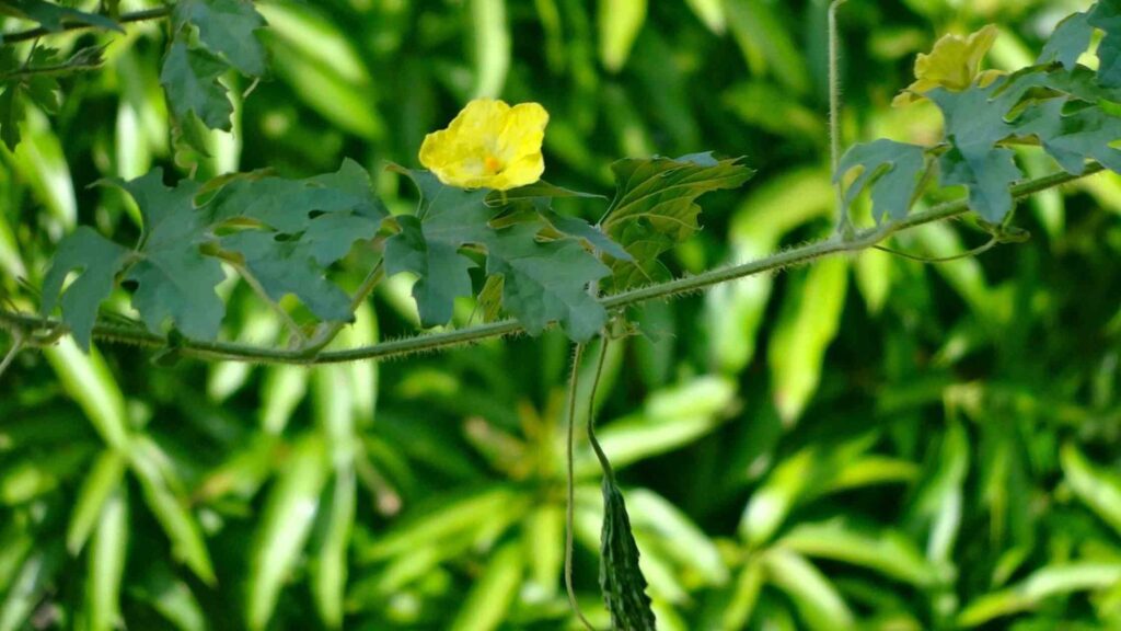 Bitter Melon on Vines