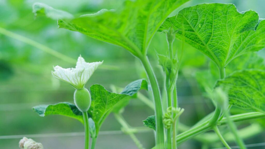 Bottle Gourd Fruit Flower