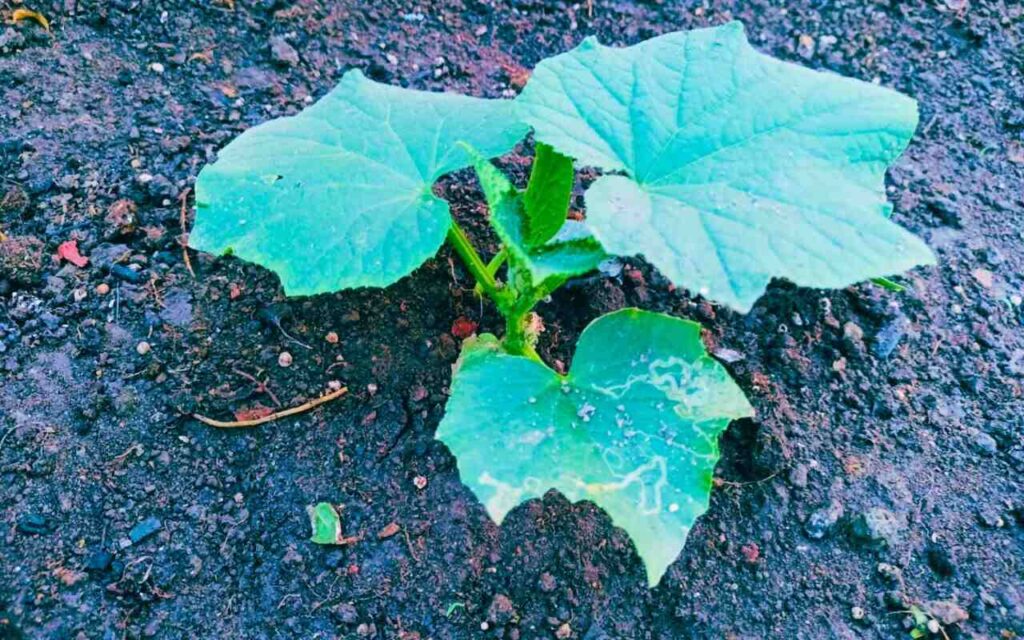 Bottle Gourd Plant