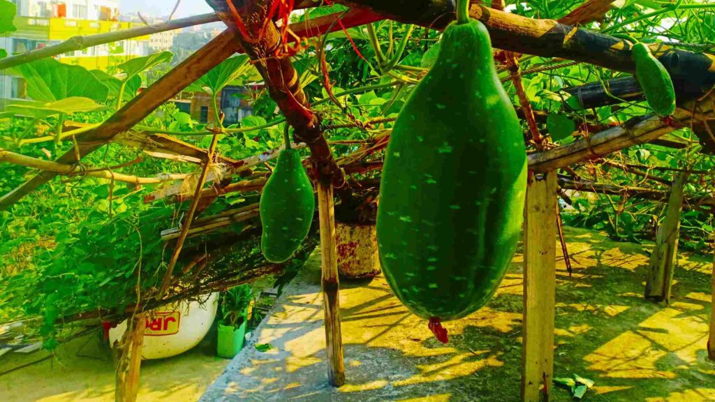 Bottle Gourd Vegetable