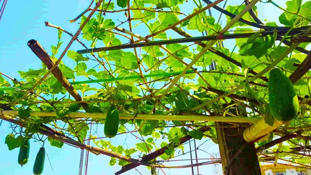 Bottle Gourd Vegetables