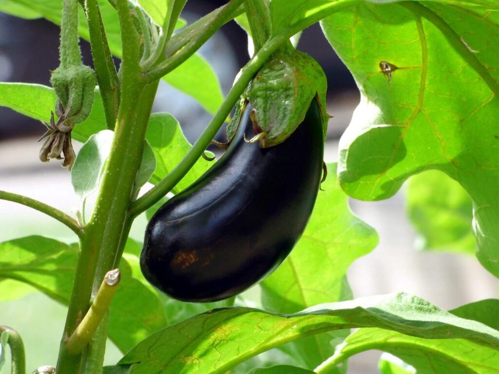 Matured Brinjal Vegetables