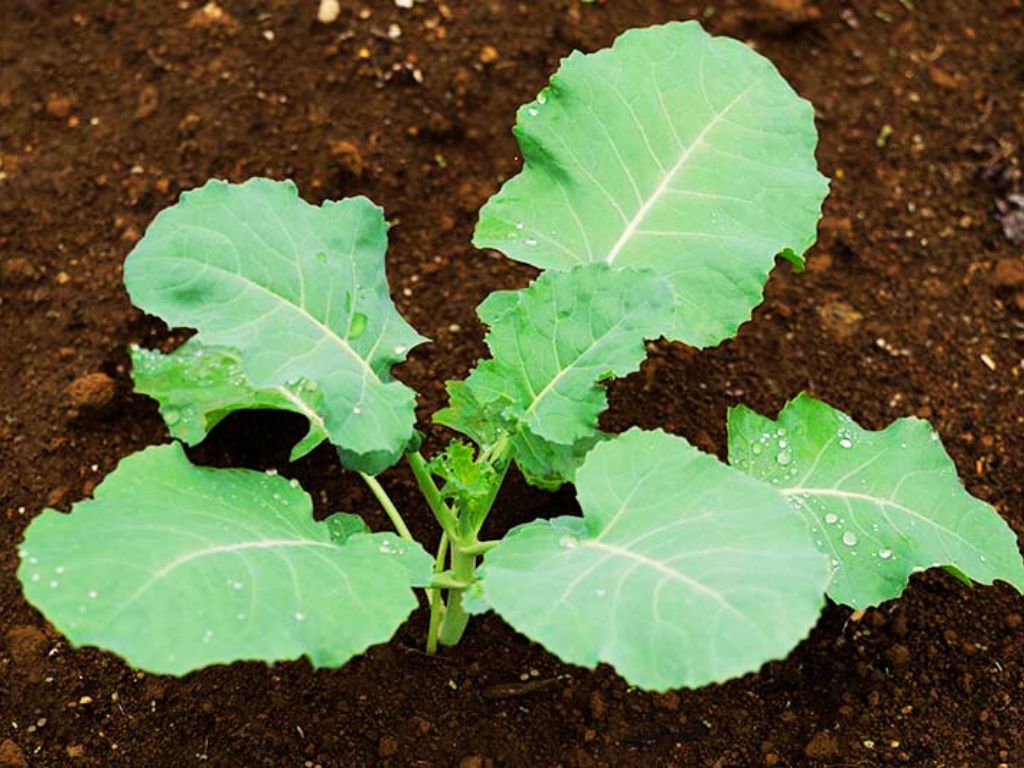 Broccoli Seedling Growing