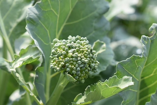 Broccoli in Garden