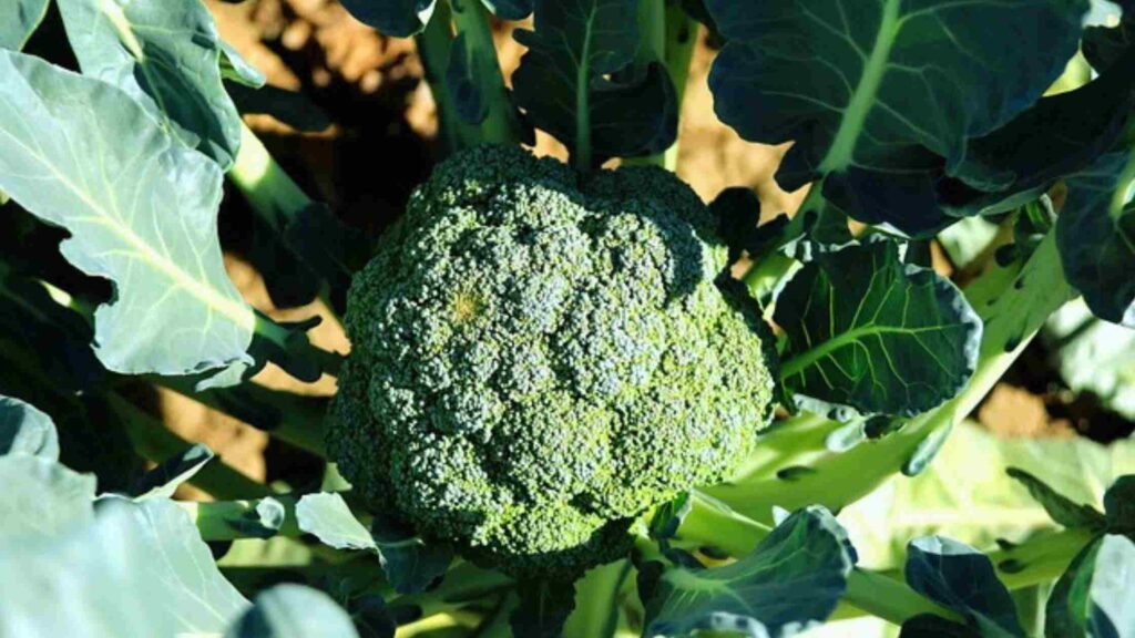 Broccoli in Roof Garden