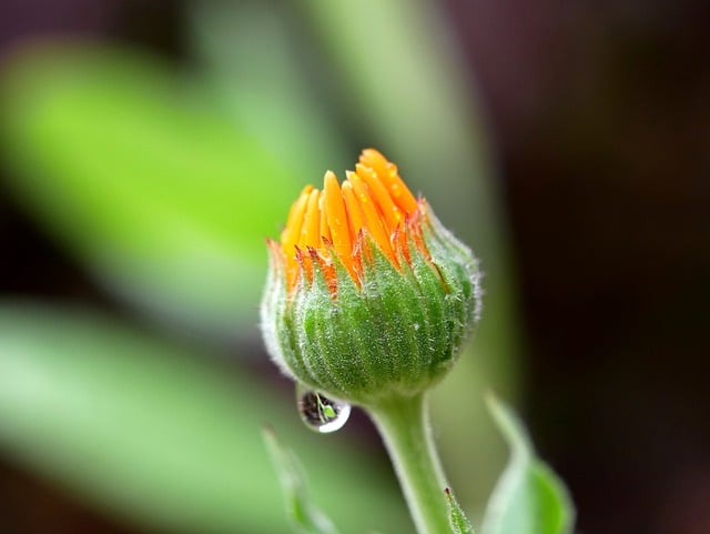 Calendula Flowers Blooming