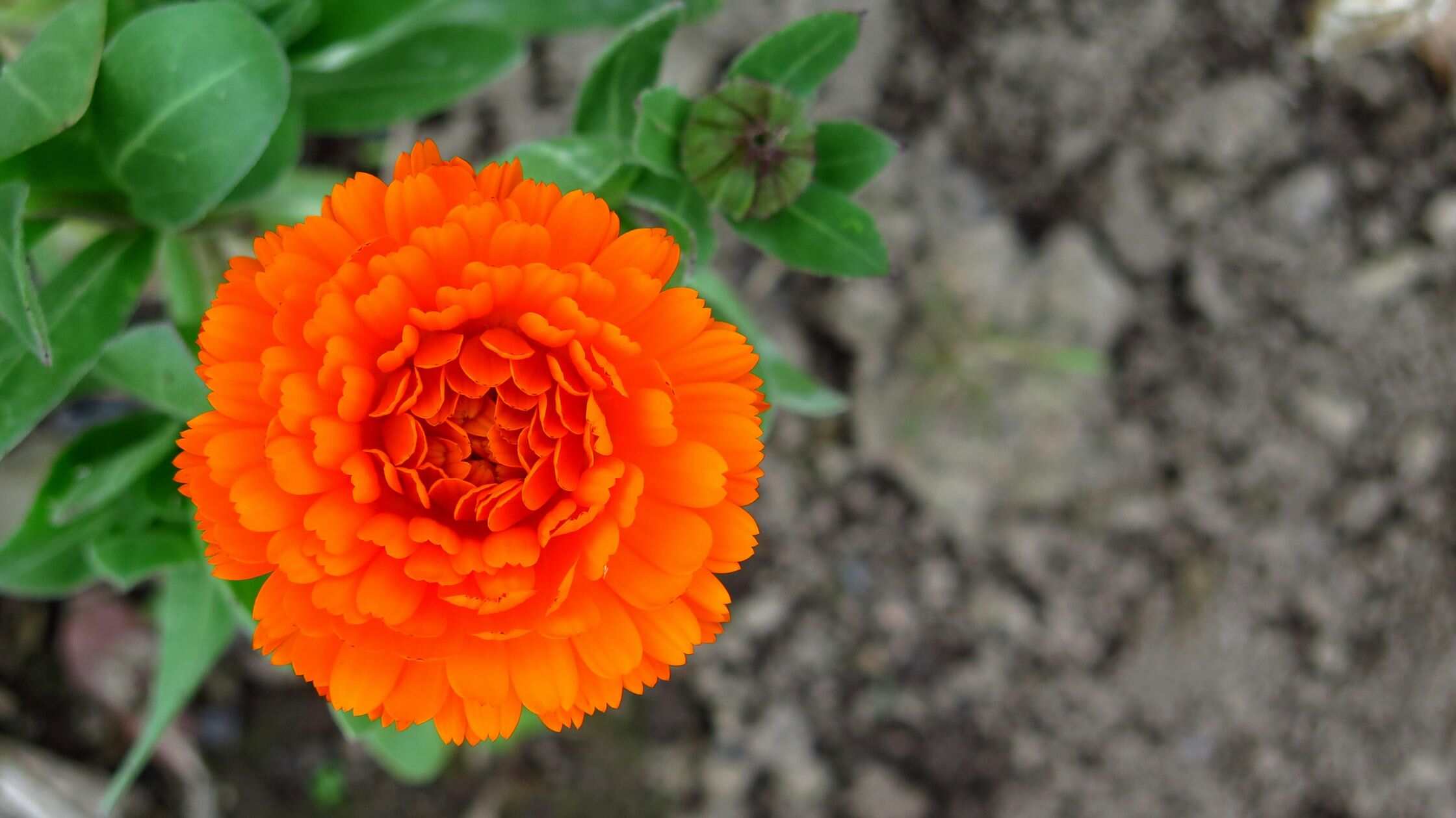 Calendula Flowers