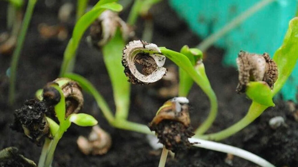 Calendula Germinating