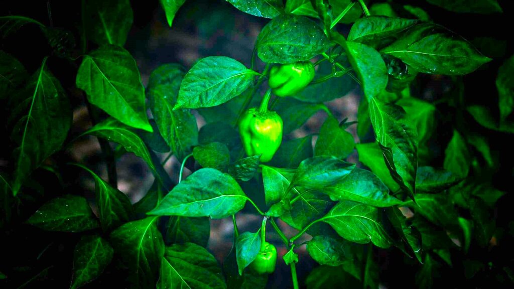 Capsicum Growing Stage