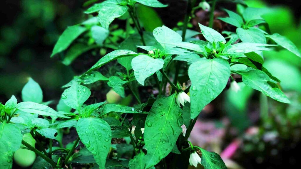 Capsicum Plant