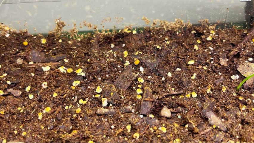 Capsicum Seeds Plant