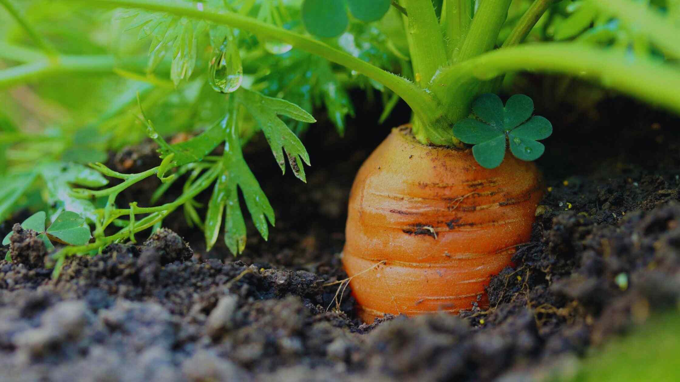 Carrot Vegetables