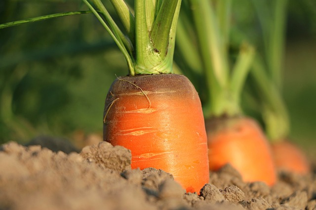 Carrot for Harvesting