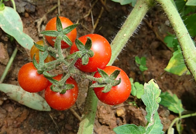 Cherry Tomato