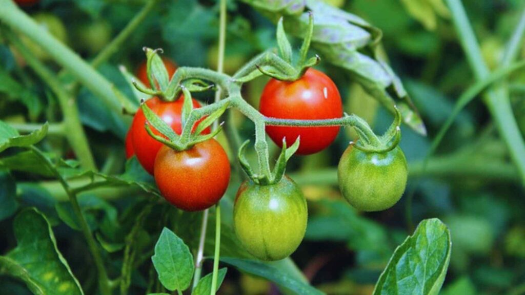 Cherry Tomatoes Plant