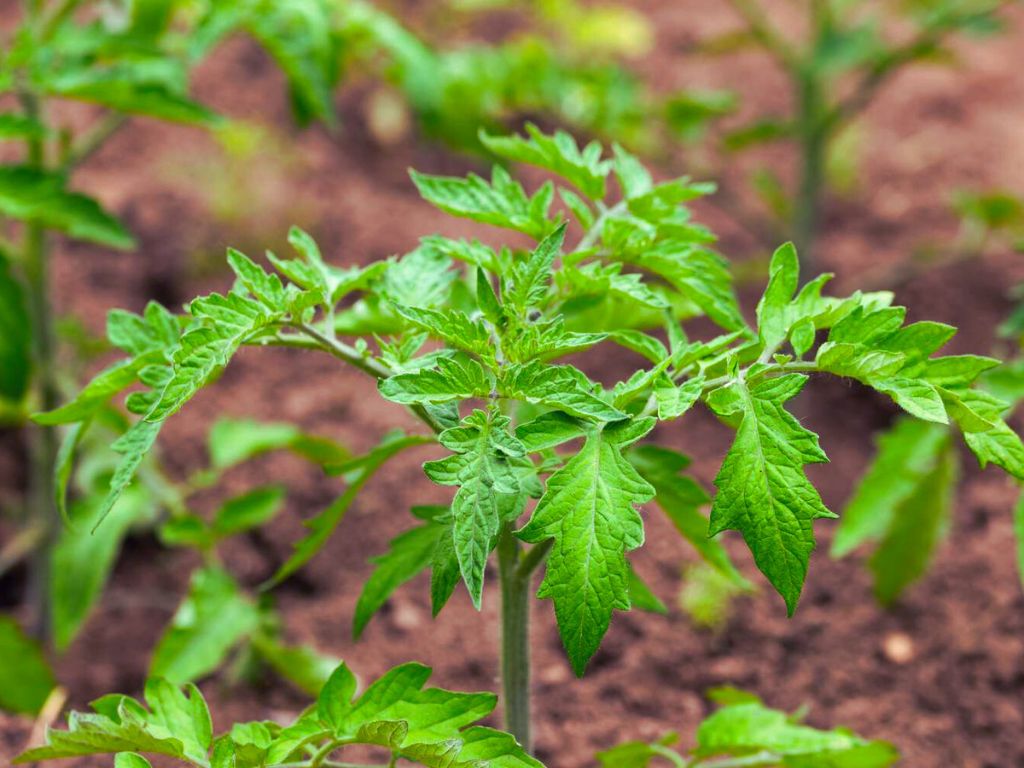 Cherry Tomatoes Plants