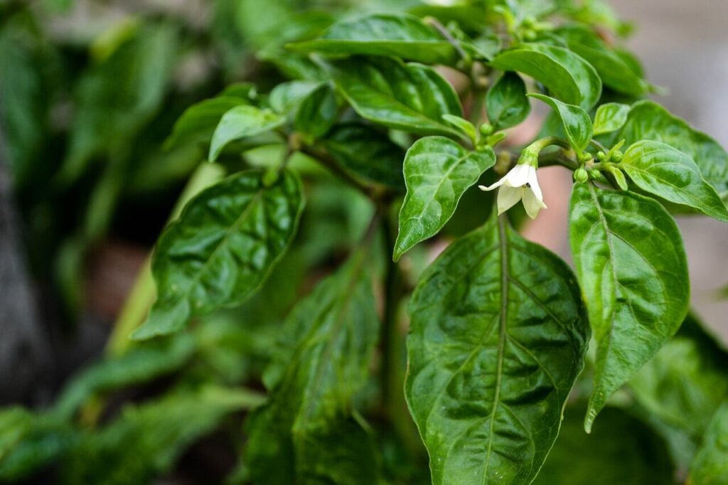 Chilli Plants