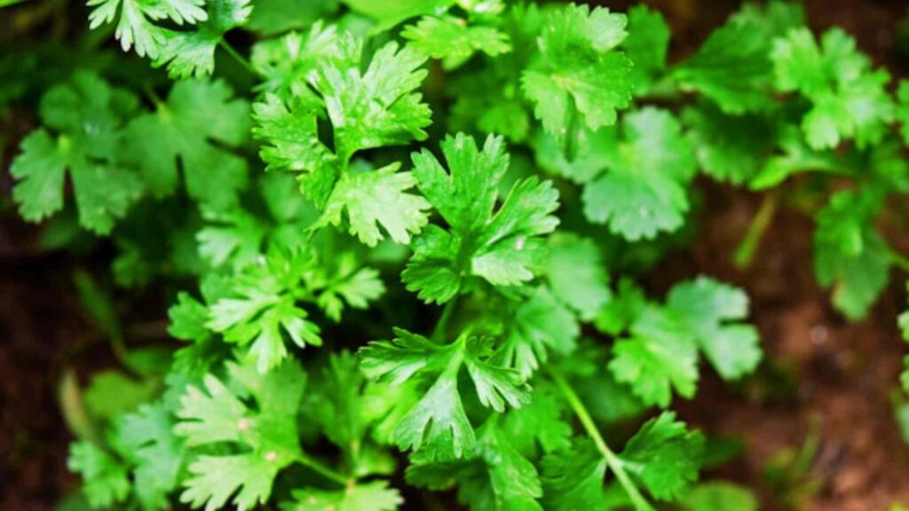 Cilantro Herb