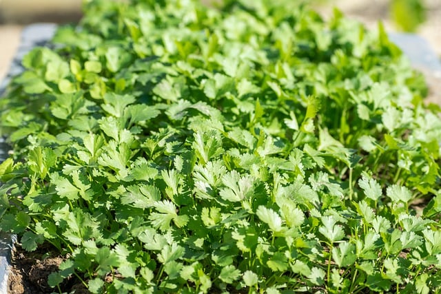 Coriander Herb