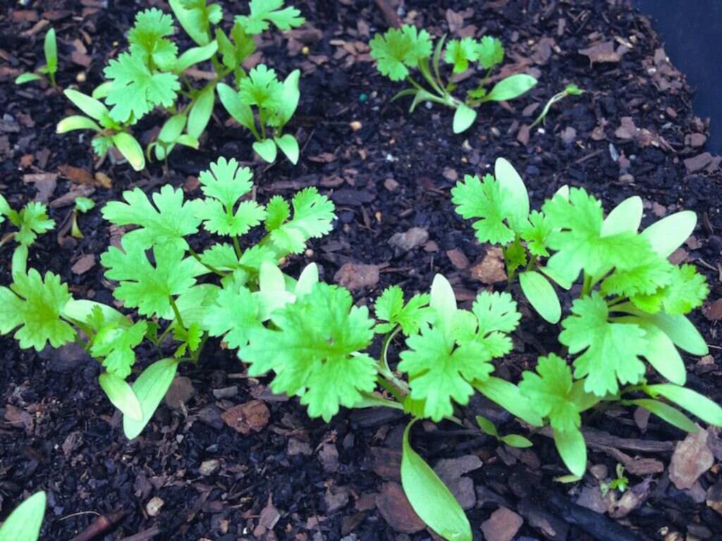 Coriander Seedling