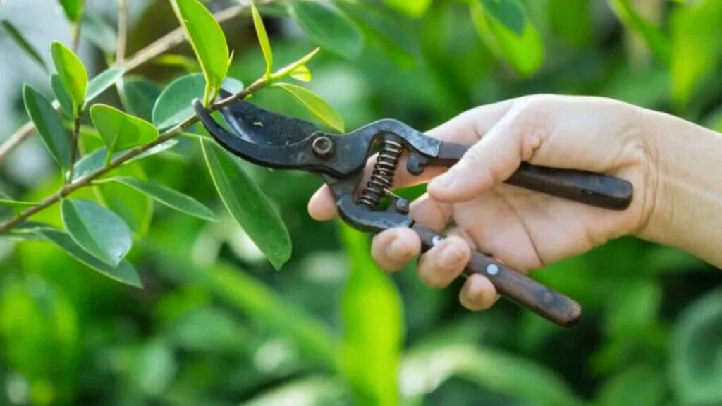 Cuttings the Plants