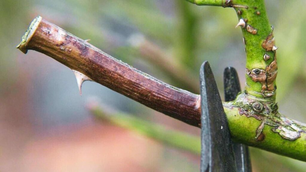 Dieback on Roses