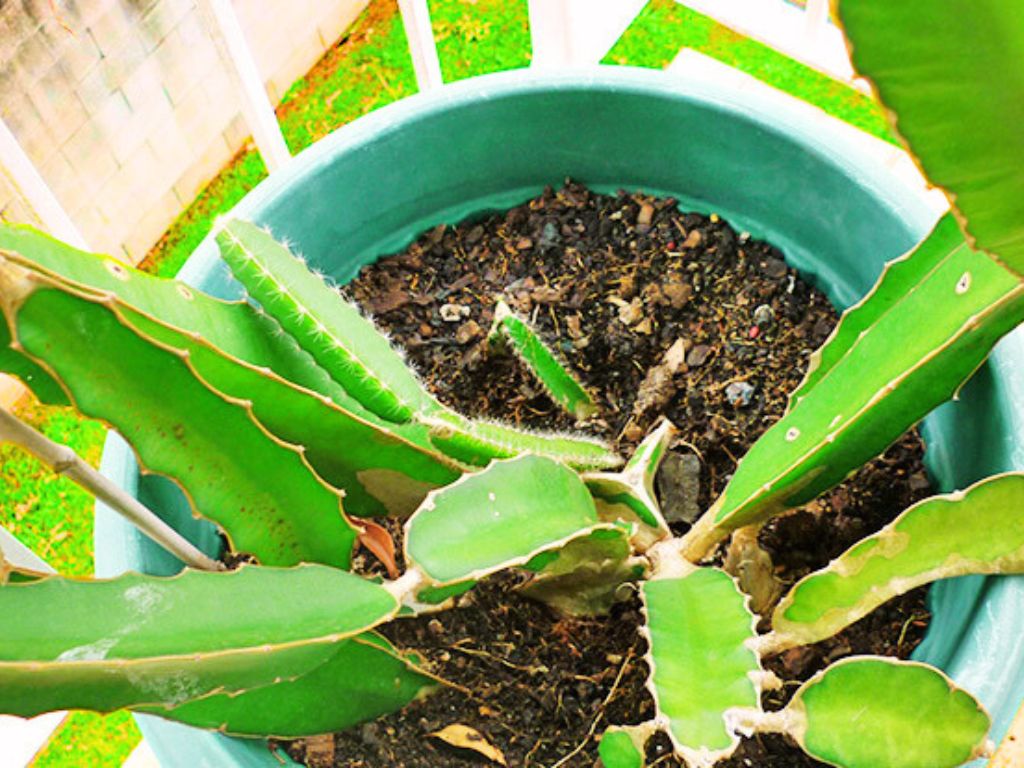 Dragon Fruit Growing from Cuttings