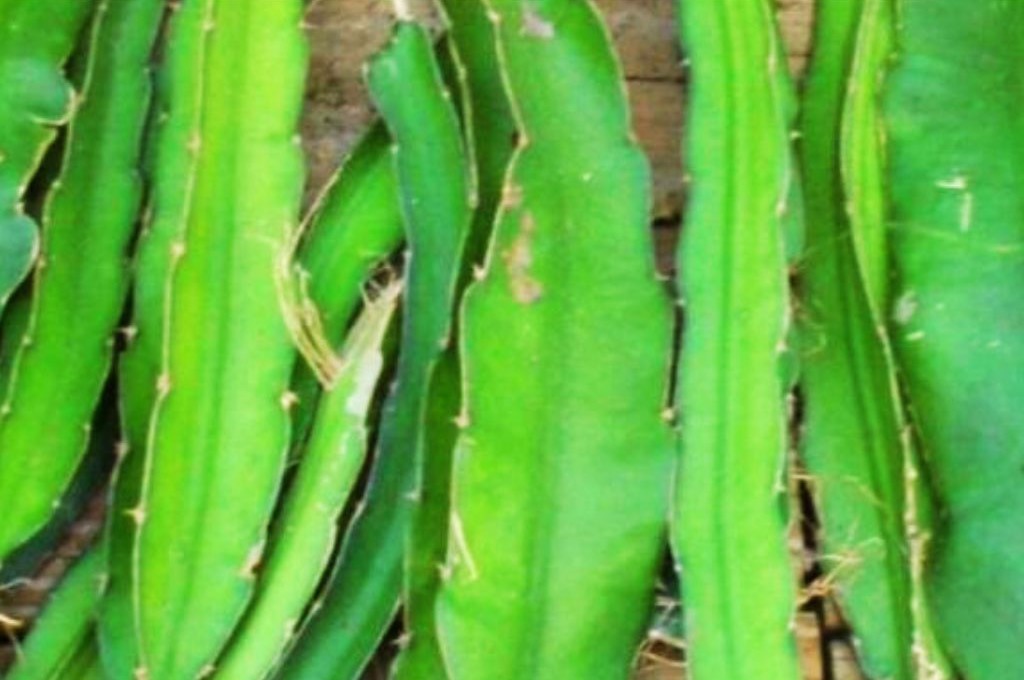 Dragon Fruit Stems