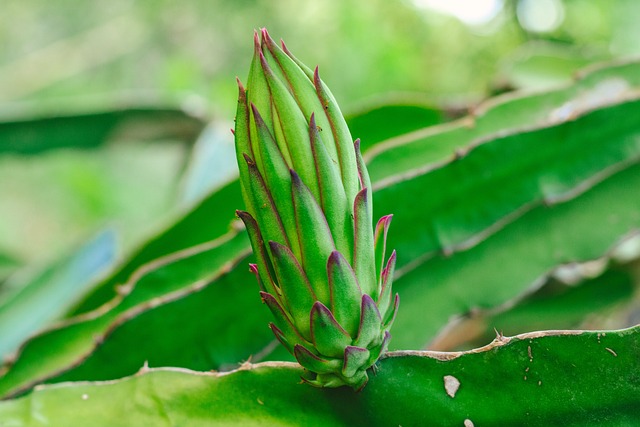 Dragon Fruit Thorn