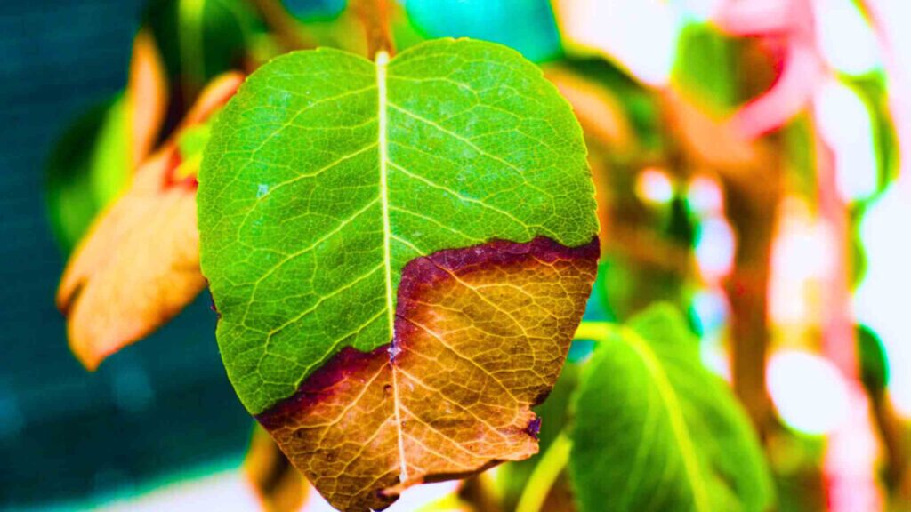 Dry Leaves