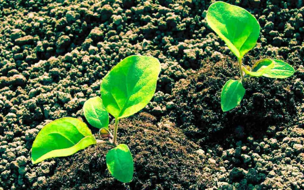 Eggplant Seedlings