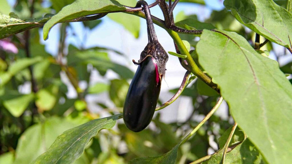 Eggplant Vegetables