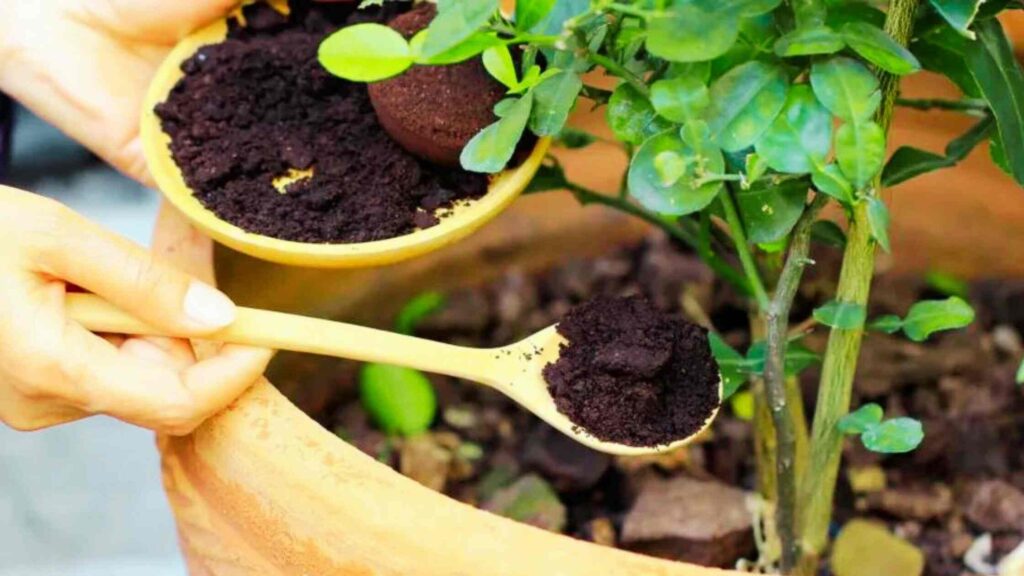 Fertilizing the Plants