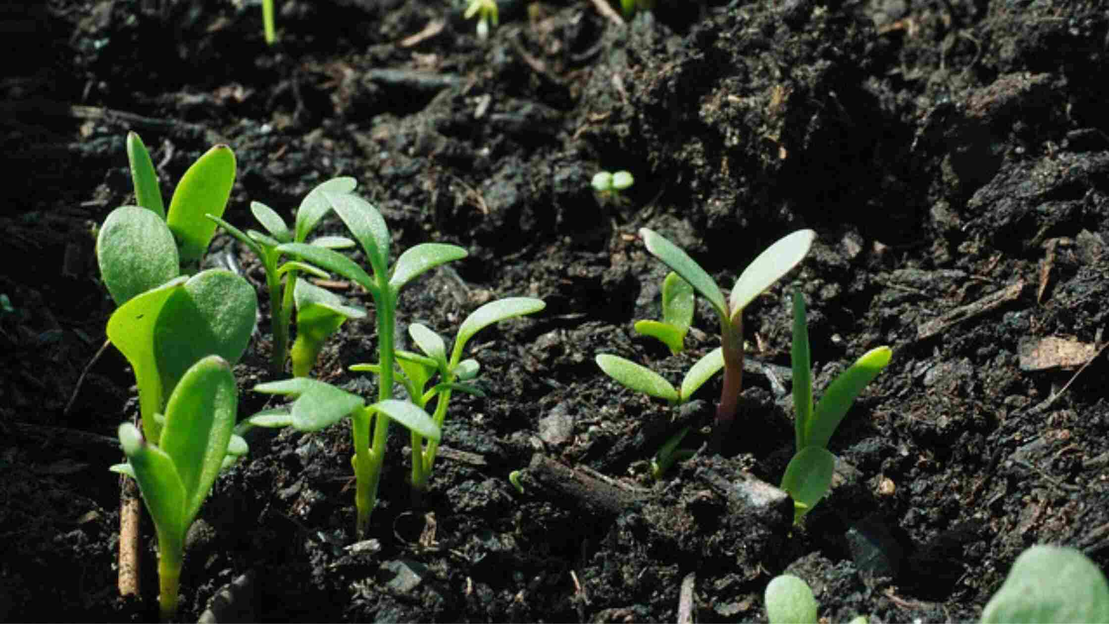 Flower Sowing