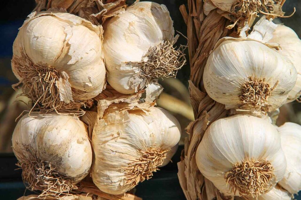 Garlic