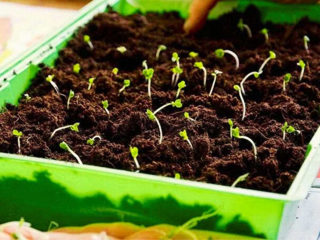 Germination Broccoli Seeds