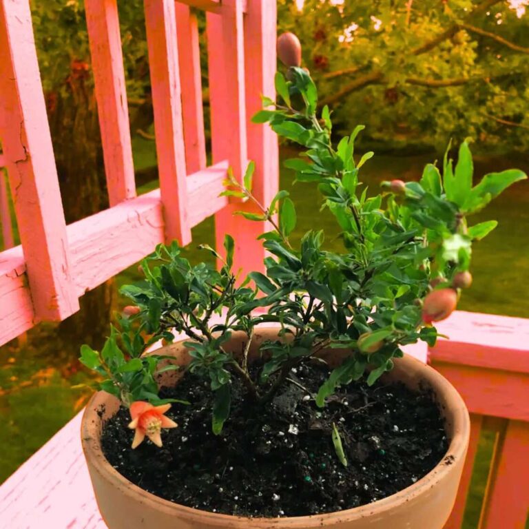 Grafted Pomegranate Plant