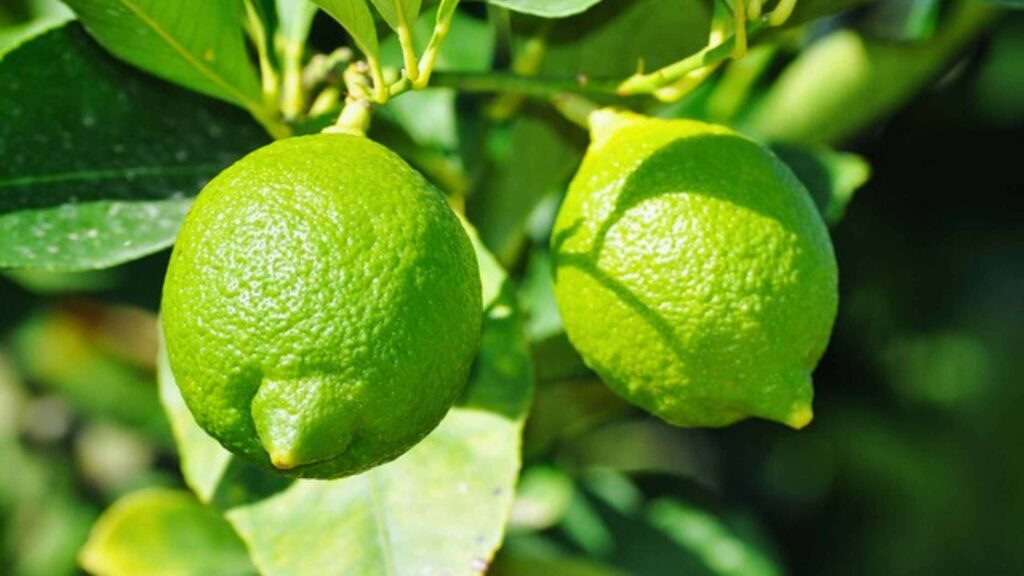 Green Lemon for Harvesting