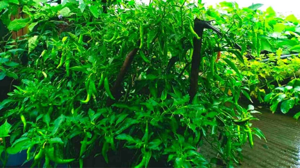 Green Chillies for Harvesting