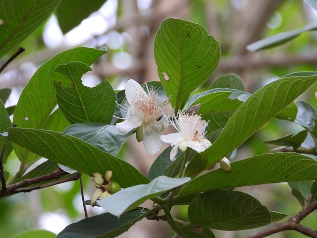 Guava Flowers