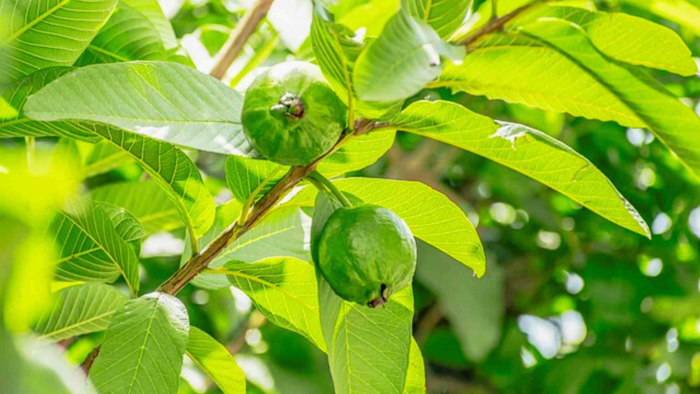 Guava Fruit