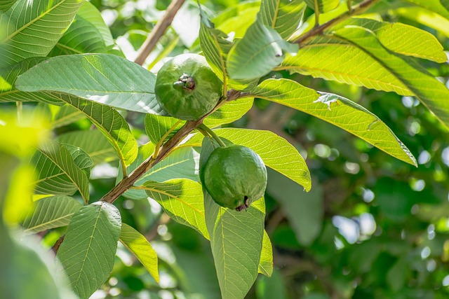 Guava Fruit Plant