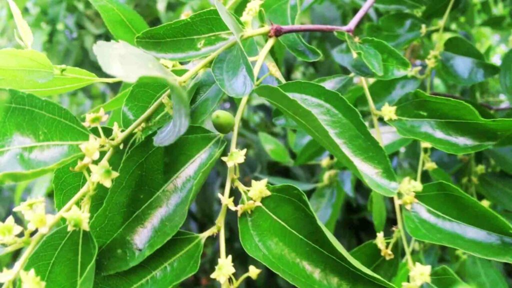 Jujube Fruit Flowers