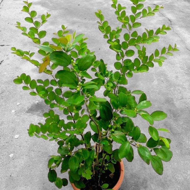 Jujube Plant