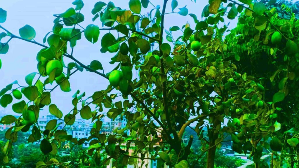 Jujube for Harvesting