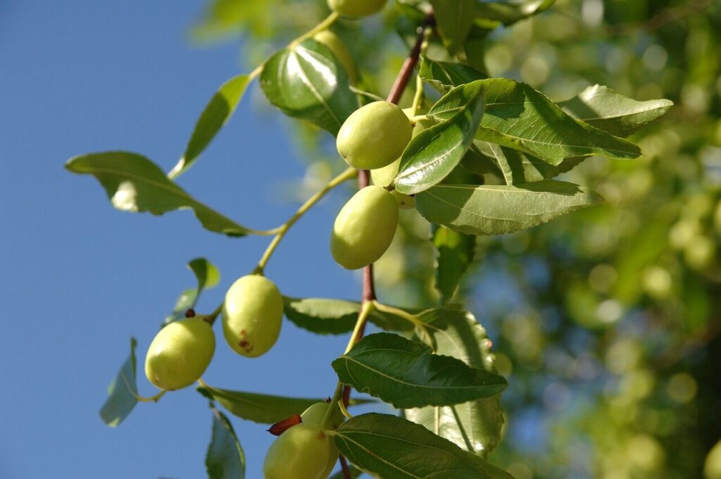 Jujube Fruit in Autumn