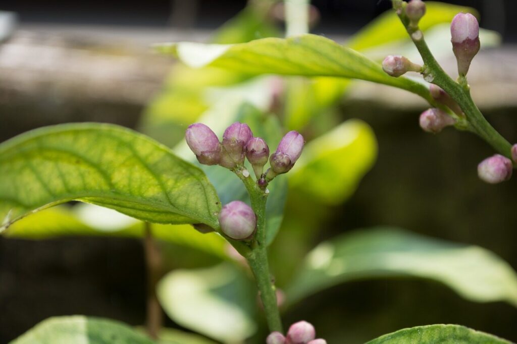 Lemon Blossom