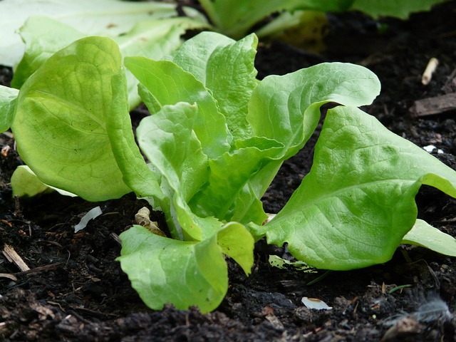 Lettuce Plant